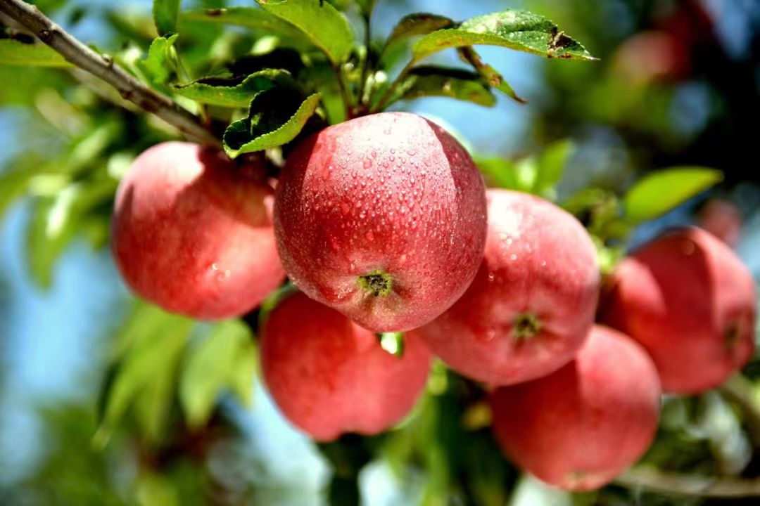陕西 白水 白宝汇 瑞阳苹果