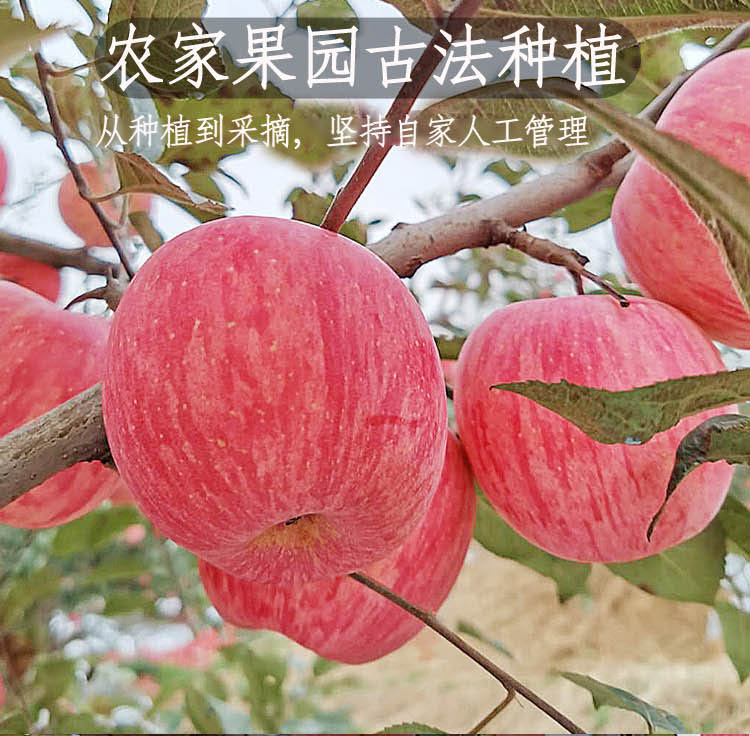 陕西白水红富士苹果10斤装
