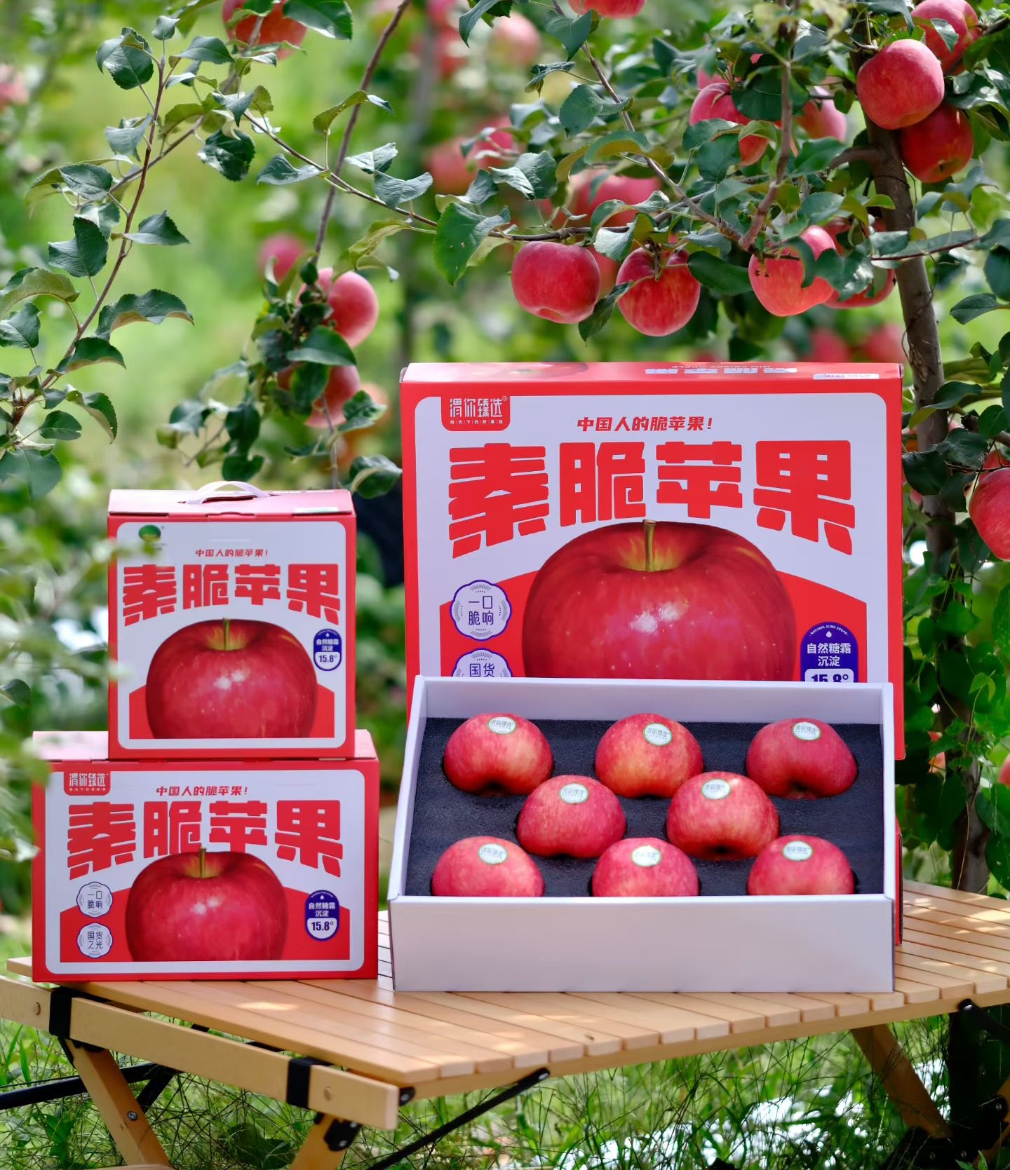 陕西白水县秦脆苹果新鲜采摘产地直发脆甜多汁