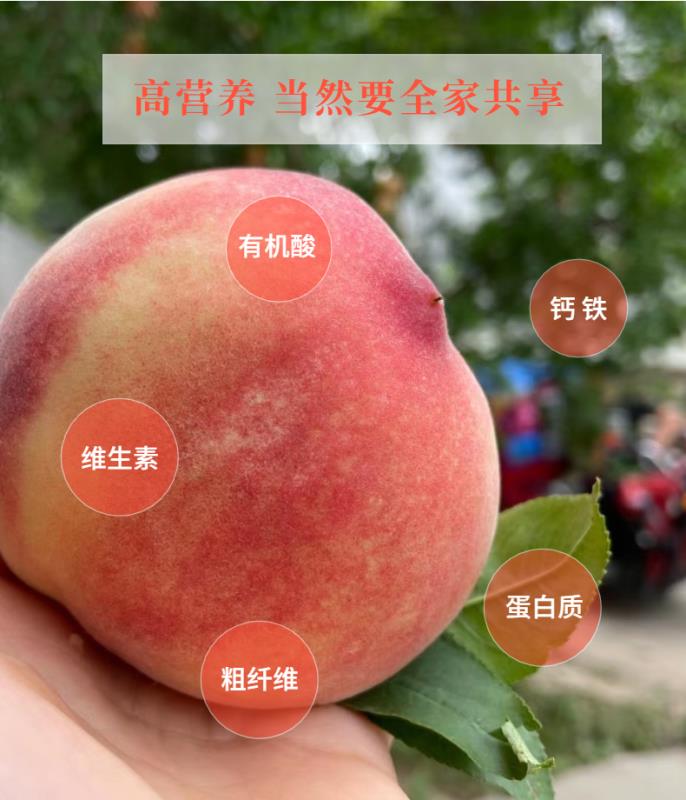 陕西高山水蜜桃脆甜爽口香甜多汁产地直发