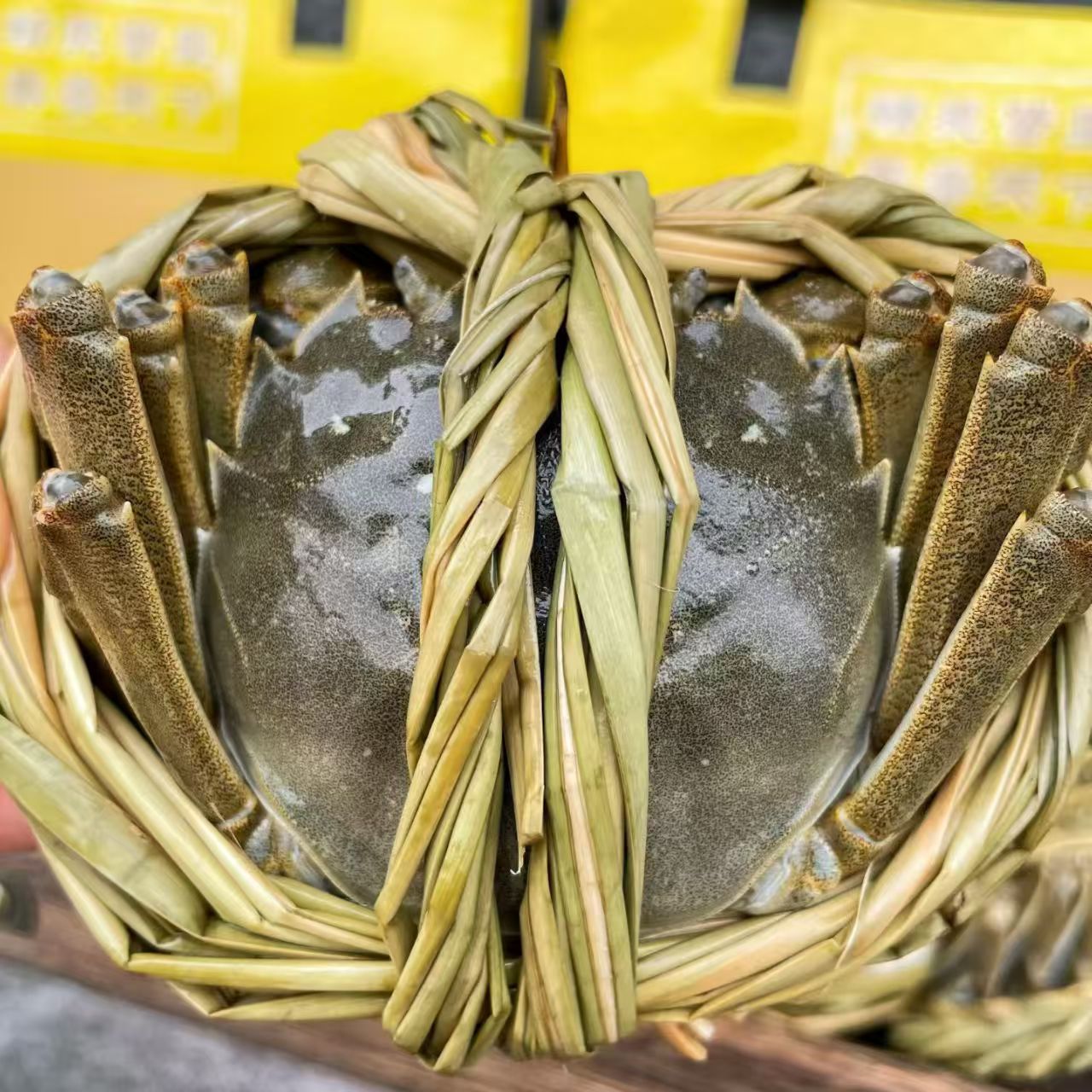 3两母  10只   （包邮   ）