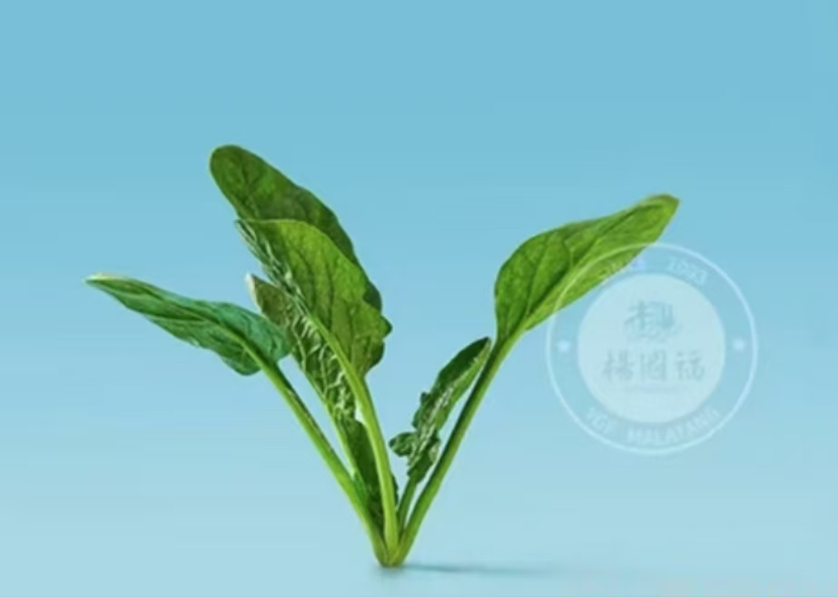 时蔬菠菜(一份)